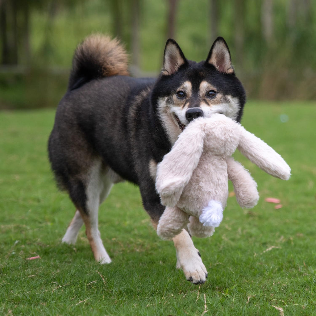 Interactive Squeaky Dog Toy