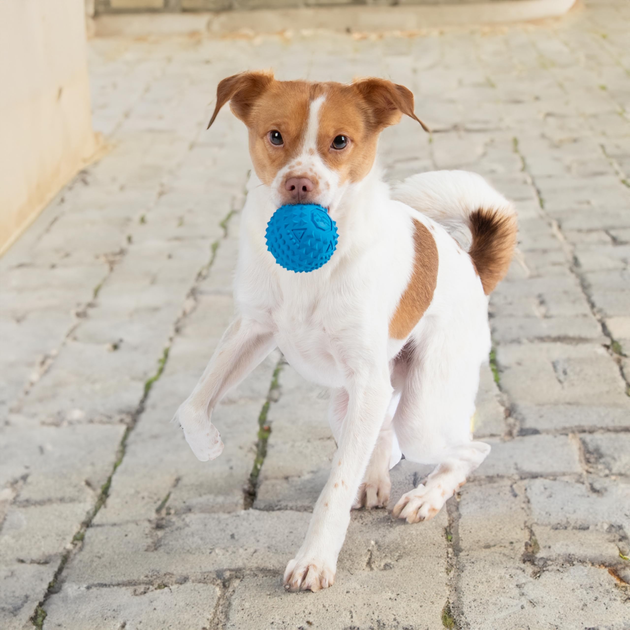 Squeaky Fabric Dog Toy